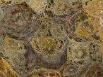 Polished Fossil Coral (Actinocyathus) - Morocco #100564-1